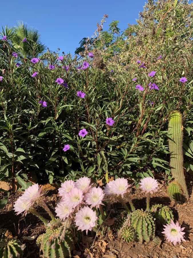 La Barranca De La Barca Bed & Breakfast อะโลรา ภายนอก รูปภาพ